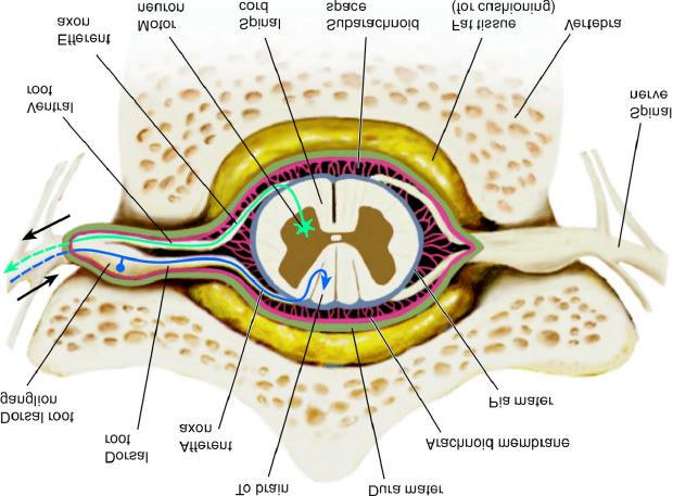 Spinal Cord Anatomy Spinal cord is organized into dorsal and ventral aspects Dorsal horn receives incoming