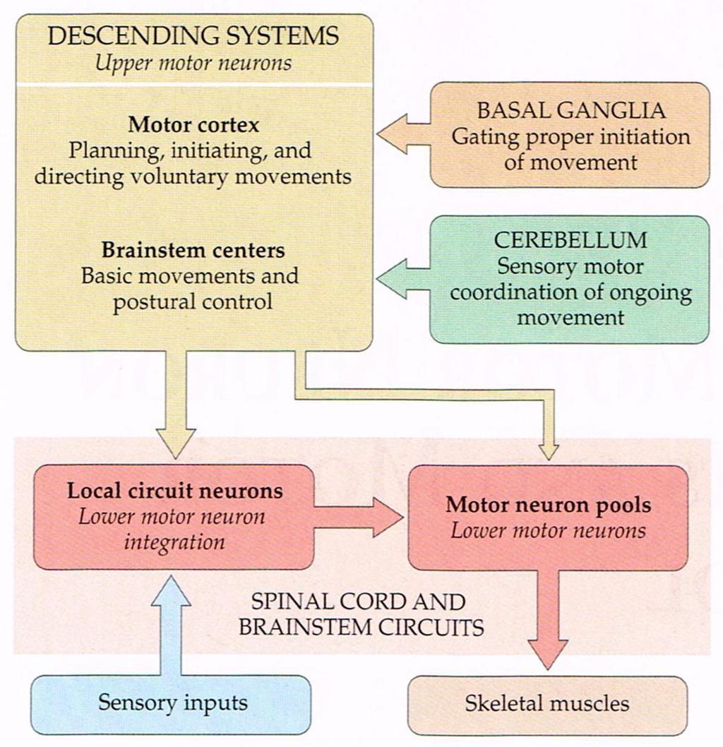 Sources of Descending Pathways for Movement Control! 1.! 1. Forebrain (Cortex)! 2. Midbrain (Red Nucleus & Superior Colliculus)! 3. Pons (Reticular Formation)! 4.