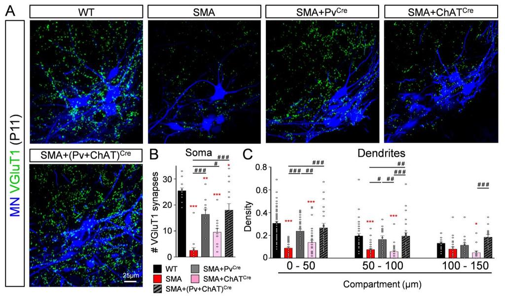 Supplementary Figure 8 Maintenance of rescued VGluT1 synapses at P11.