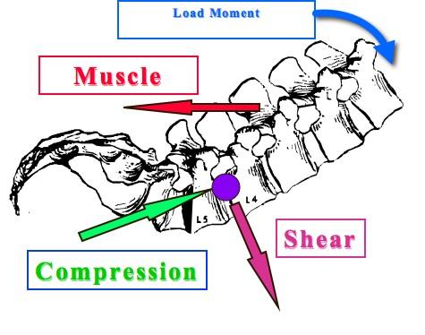 injury highlights biomechanics as the logical discipline