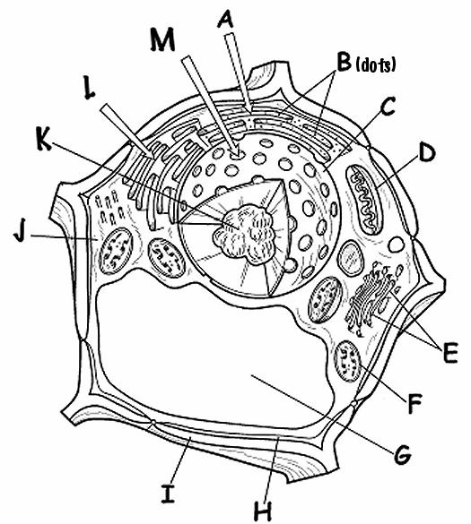 Letter Description/Function Site of protein synthesis; attached to the outside surface of the endoplasmic reticulum; produces proteins for use outside the cell or for use in the cell membrane.