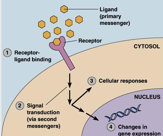 Primary essenger Secondary Messengers Target Enzymes Each protein in a signaling pathway Amplifies the signal by activating multiple copies of