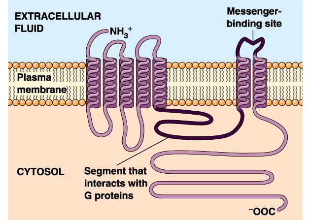 ellsurface receptors large &/or hydrophilic ligands nchannellinked Trimeric G proteinlinked receptors: largest family of