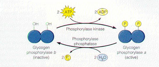 35 36 rotein Kinase A hosphorylates downstream target enzymes inactive Phosphorylase kinase P active Breaks down Starch A Signal Cascade amplification Binding of