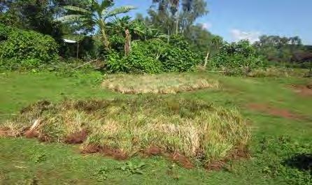 their farmland and planted 700 to 1,000 vetiver grass tillers (shoots). It was also noticed that some farmers were planting vetiver tillers without making fanya juu terraces to save labor and time.