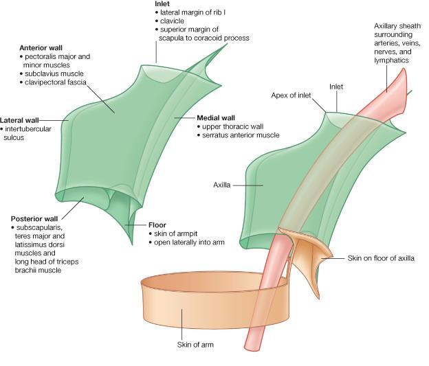 as you can see here the armpit has two folds called axillary fold Anterior made by Pectoralis major, subclavius muscle which is very small and the clavipectoral fascia that covers the pectoral muscle.