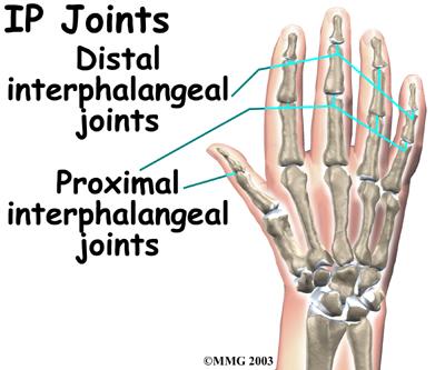 Interphalangeal Joints of 2-52
