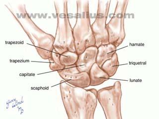 Bone Anatomy Scapoid Lunate Triquetrium
