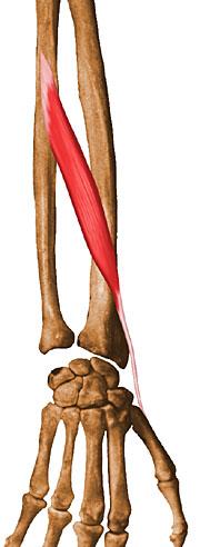 Abductor Pollicis Longus O I N F Posterior distal 2/3 of ulna Posterior middle 1/3 of radius