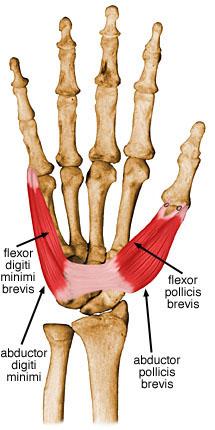 Flexor Digiti Minimi O I Hamate bone Transverse carpal ligament