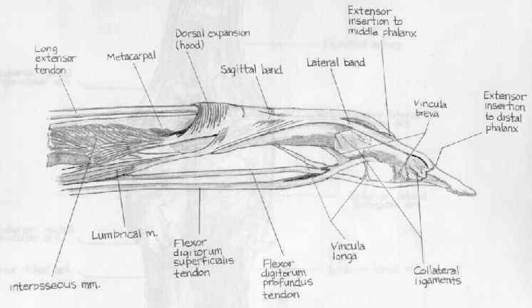 Biomechanics of Finger Extension Extensor Hood EDC tendons DI and PI tendons Lumbricales