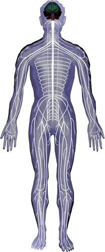 The external electromagnetic energy penetrates the body through acupuncture points and flows through the meridians into the whole field.