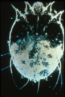 SCABIES Cause: A mite that burrows into top layer of skin. Symptoms: May have intense itching and rash caused by scabies leaving fecal trails under the skin.