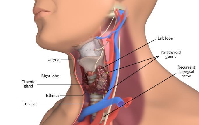 WHAT IS THYROID? The thyrid gland lies at the base f the neck. It is shaped like a butterfly and wraps arund the windpipe (trachea) beneath the vice bx (larynx).