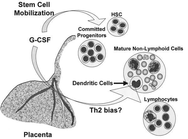 Figure 2. Placental granulocyte colony-stimulating factor (G-CSF) production affects umbilical cord blood cells (UCBC). G-CSF produced in the placenta may affect both fetal HSC and dendritic cells.