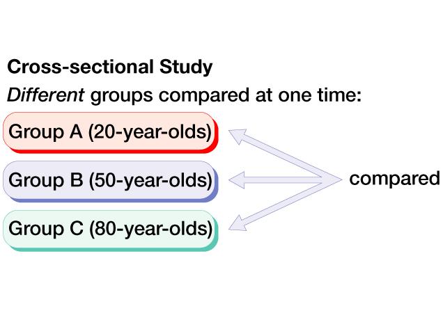 Cross-sectional studies Subjects of different ages are compared