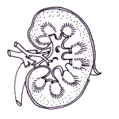 Add the following labels to the diagram of a kidney below. If you like you can also color in the diagram as indicated.