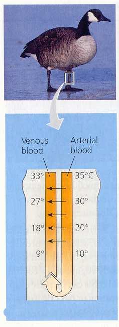 Heat from the veins is exchanged into the arteries, warming it.