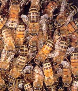 Behaviour can also play an important role. The example of honeybees is a good one.
