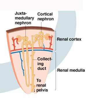 The functional units of the kidney are the nephrons. There are about 1 million of them in each of your kidneys.