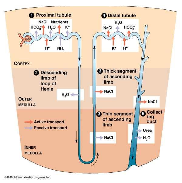 The filtration process Blood pressure in the capillaries within Bowman s capsule forces water and small solute molecules (salts, glucose, vitamins, amino acids, urea) out of capillaries, into