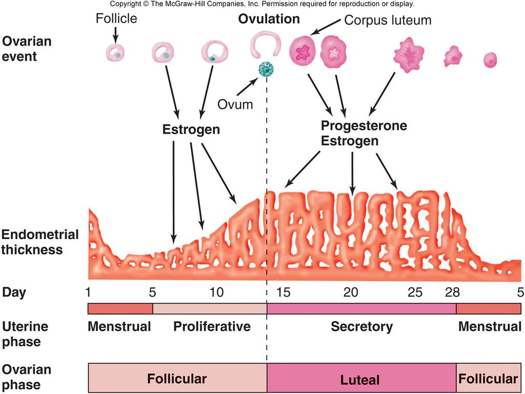 Menstrual Cycle Menstrual Phase Day 1 is the first day of menstrual flow Endometrium degenerates Prolifera7ve Phase End of