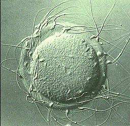 Only 100-200 sperm reach the egg Many sperm bind to the zona pellucida Zona pellucida proteins act as receptors for sperm surface