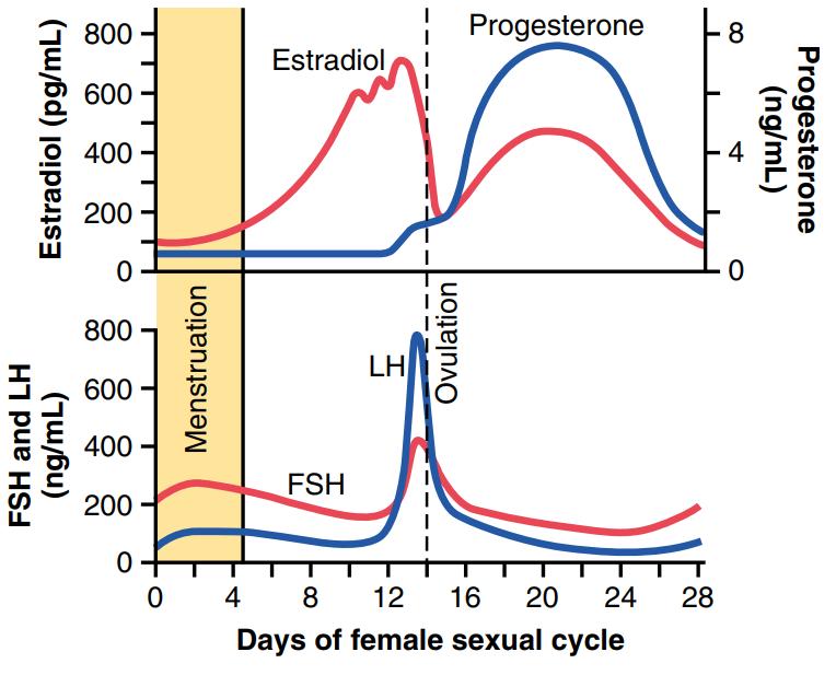 ** Look at the figure below that shows the plasma concentrations of the hormones we were talking about; we will go in further details on each hormone: Figure 4 1- Estrogen; will rise (due to the