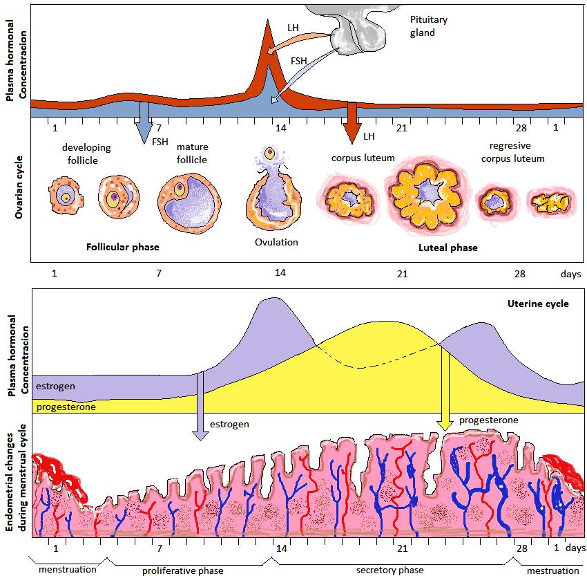 Figure 9; summarizes all the ovarian and hormonal changes let s go through it briefly: The follicle recruitment and increasing of its size start by the stimulation of FSH.