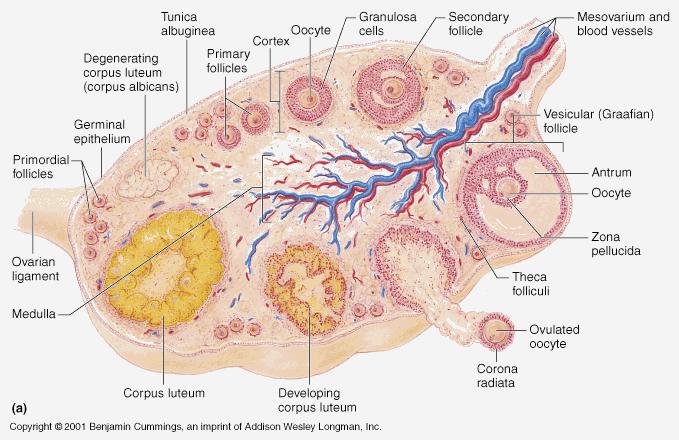 - Also in the previous lecture we said that the primordial follicle has the original oogonia that will give the destined oocyte.