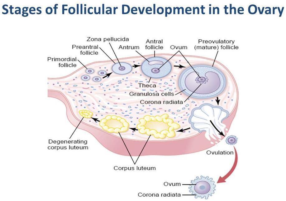 **look at the figure below: Figure 2; shows: - Follicular development.