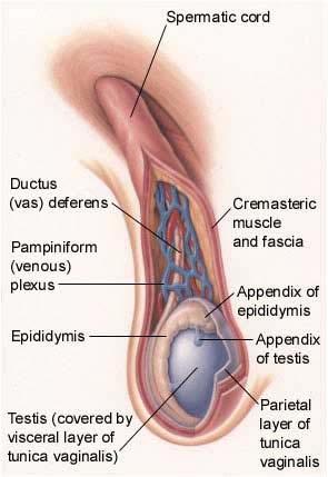 Spermatic Cord Contains the structures running from the testicles to the pelvic