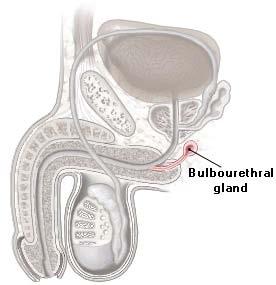 Bulbourethral Glands (Cowper s Glands) Pea-sized glands inferior to the prostate Produce