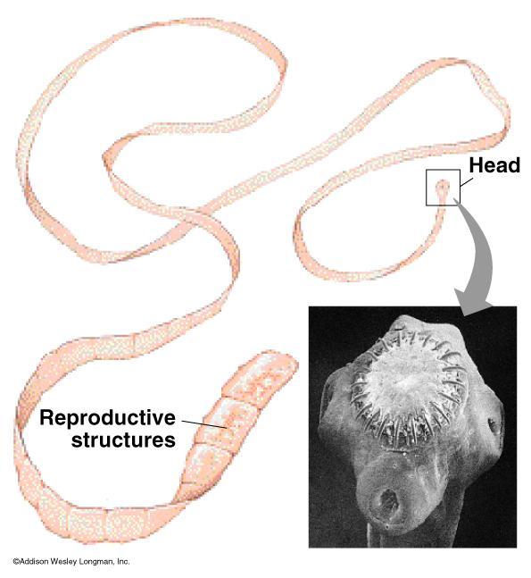 Cestode (Tapeworm) Body Structure: Scolex and Proglottids 9 Parasitic human tapeworms: Beef Tapeworm (Taenia saginata): Human is definitive host.