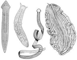 Flatworms Belong to Phylum Platyhelminthes.