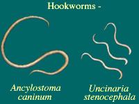 Hookworms Live in small intestine of mammal host (such