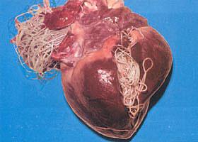 Heart worms Parasitic roundworm that is spread from host to host through mosquito bites Mosquitos spread the larva to the host, then the larva grow into adults in the heart and/or lungs of the host.
