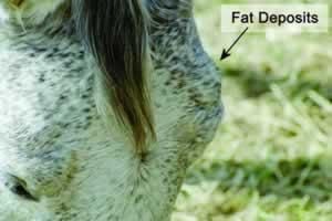 horse people quickly visualize a fat horse with a cresty neck and a rump full of fat deposits.