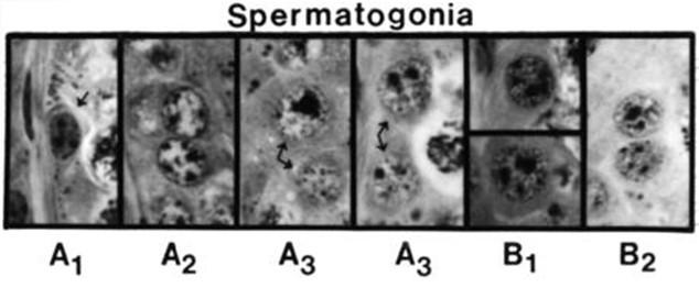 Spermatocytogenesis CHARACTERIZED BY MITOTIC DIVISIONS SPERMATOGONIA OF DIFFERENT TYPE SPERMATOGONIA FROM GONOCYTES (2 ND MONTH OF GESTATION) STEM CELL SPERMATOGONIA (SPERMATOGONIA A) COMMITTED