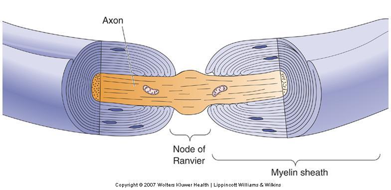 Action Potential Conduction Factors Influencing Conduction Velocity Myelin: Layers of myelin sheath