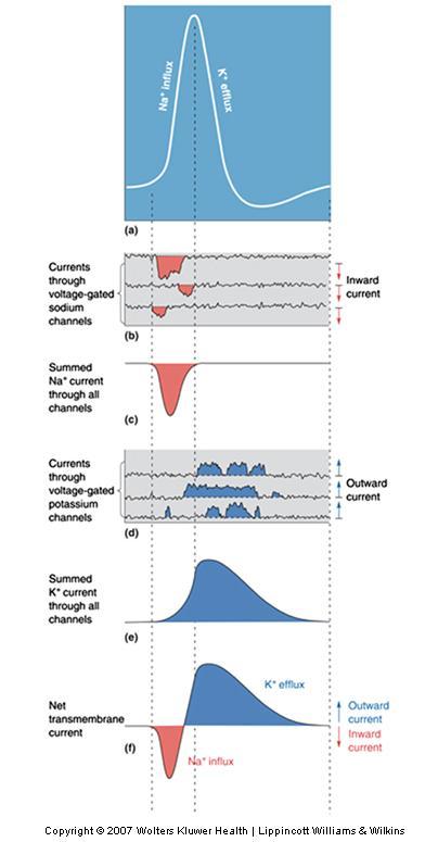 Dissecting the components of the action potential: Rising phase-na+ channels open Peak- Na+ channels inactivate and K+