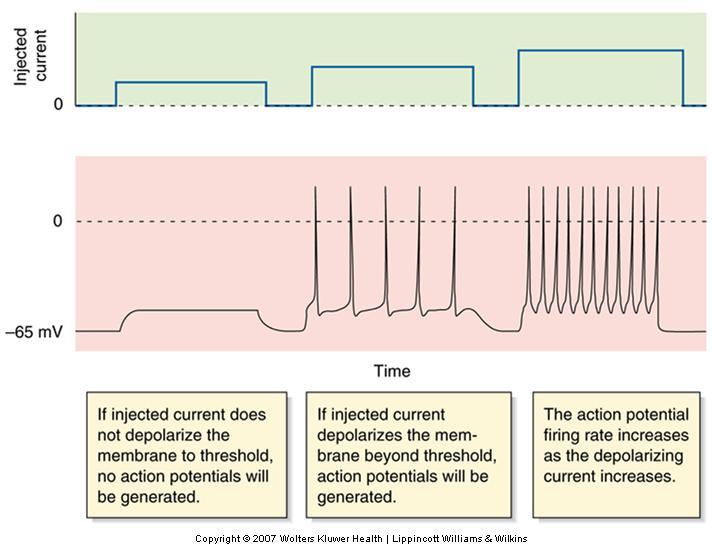 The Generation of Multiple Action Potentials Firing frequency reflects the magnitude