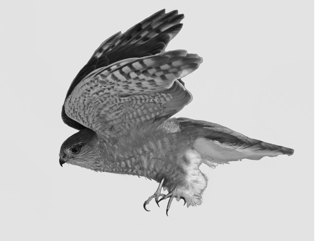 10 3 (d) (ii) Figure 6 shows a hawk.