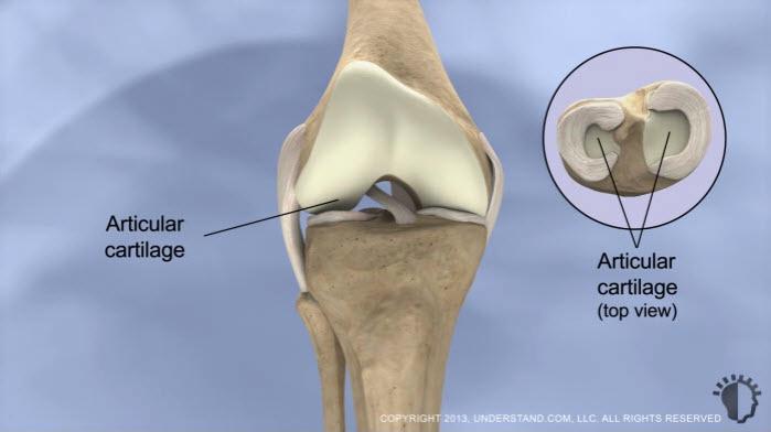 Knee Anatomy Three major components comprise the knee joint: the femur (thigh bone), the tibia (shin bone), and the patella (knee cap).
