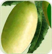 Neem Fruit Neem fruit is green in colour initially and gradually turns to yellow when fully ripened. A matured fruit is very fleshy and filled with sweetish fluid. Fruit contains 40-55% water content.