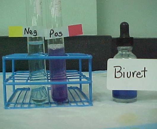 Objective: Experiment(1): Biuret test : -To detect the presence of a protein or peptides.