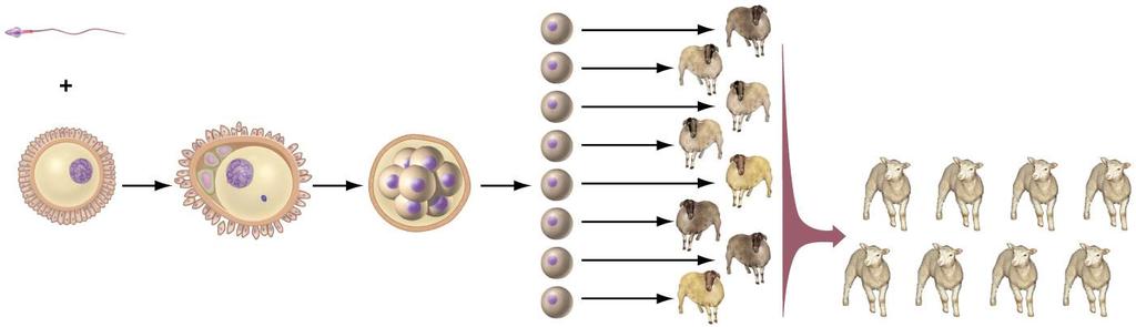 Embryo Splitting: Producing Identical Offspring