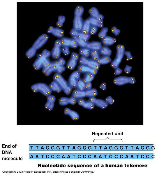 Telomeres Repetitive DNA Tips of chromosomes