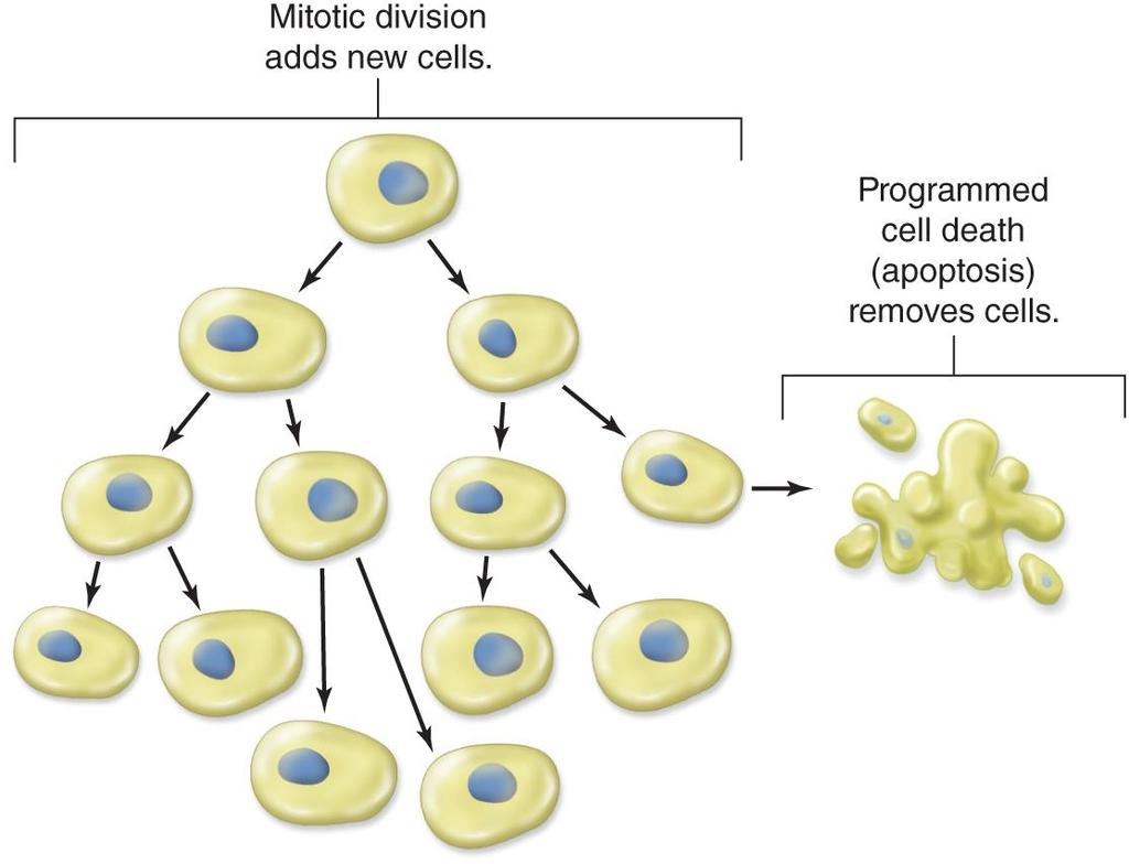 Mitosis and Apoptosis Work Together Mitosis adds new cells