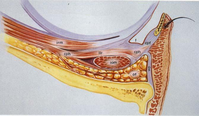 Anatomy Skin Orbicularis Orbital Septum Orbital fat